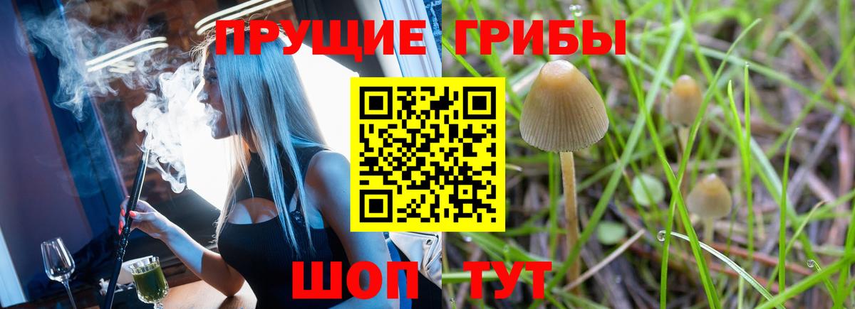 Псилоцибиновые грибы Psilocybe  Вход с VPN  Лесозаводск 